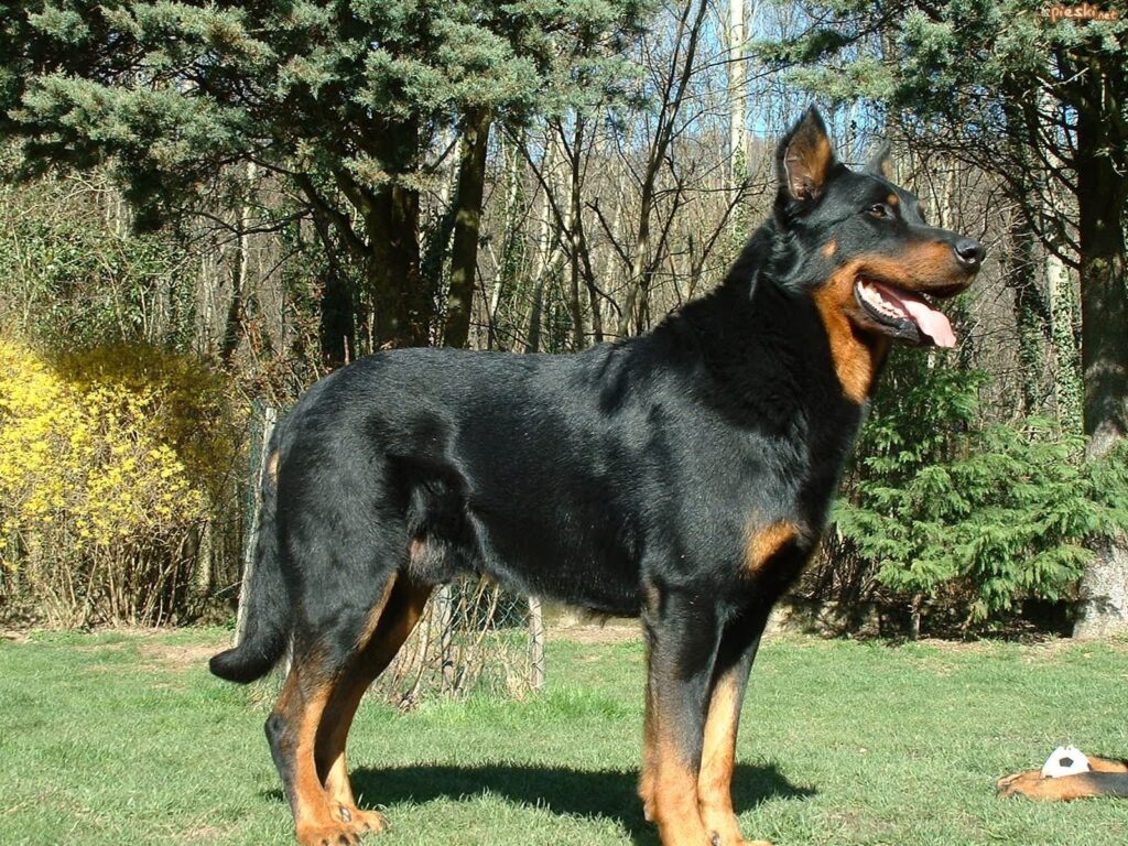 Beauceron ou Berger de Beauce