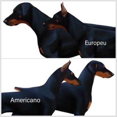 Tipos de Dobermann Europeu x Americano: Explorando as Diferenças