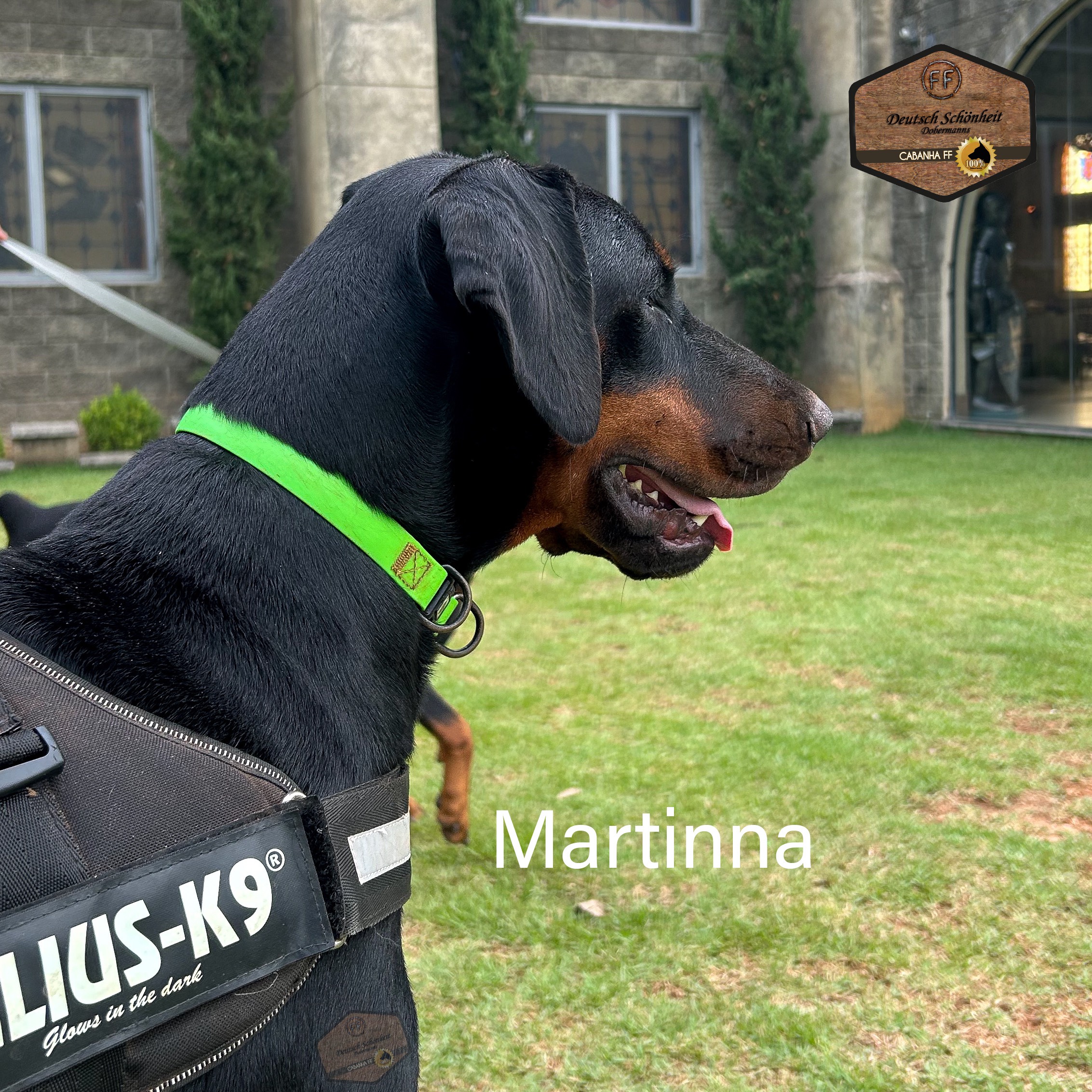 doberman-martina