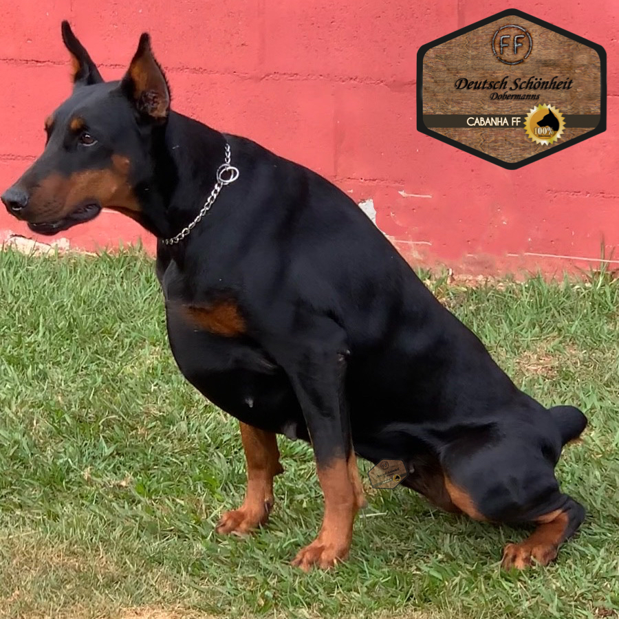 Cores do dobermann preto e marrom