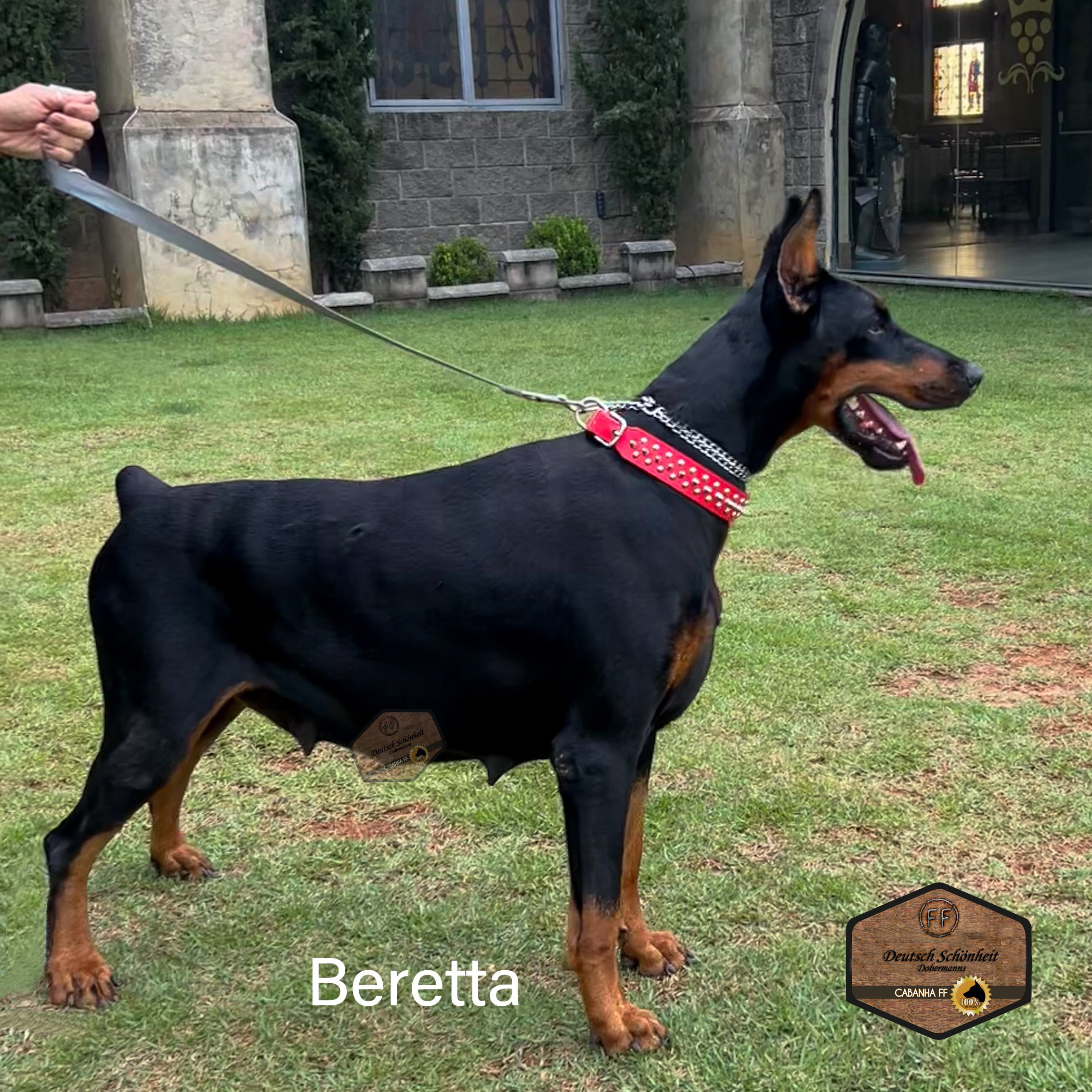 femea-doberman-beretta