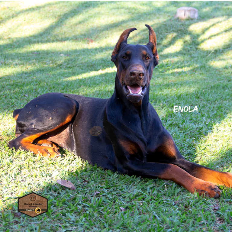 enola_Dobermann