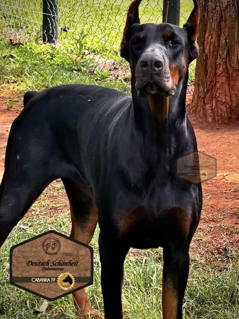 enola-dobermann