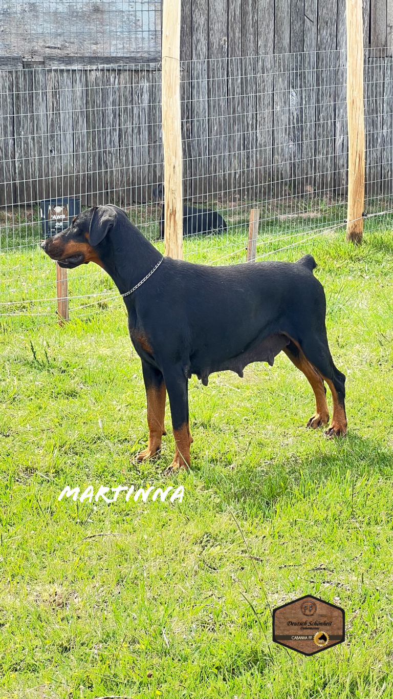 doberman femea preta