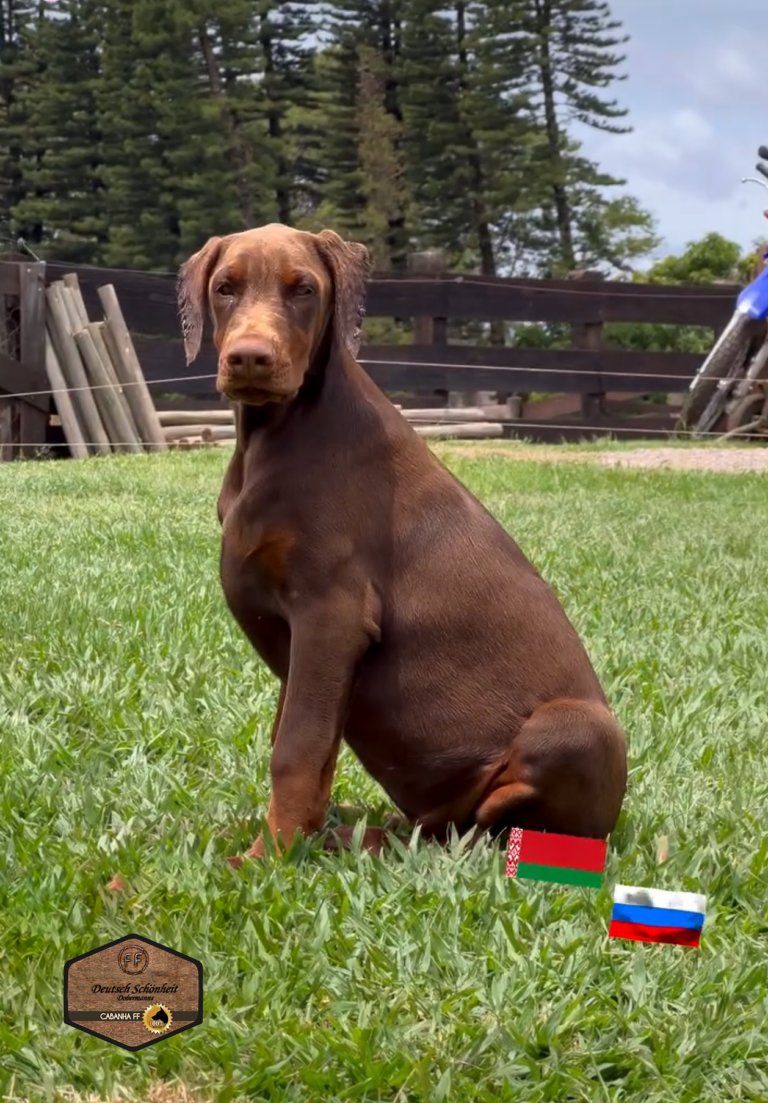 doberman filhote emmy