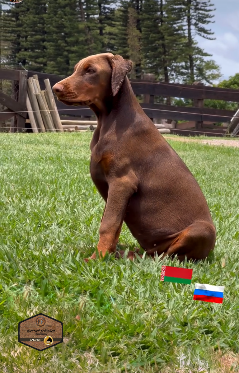 doberman filhote emmy1