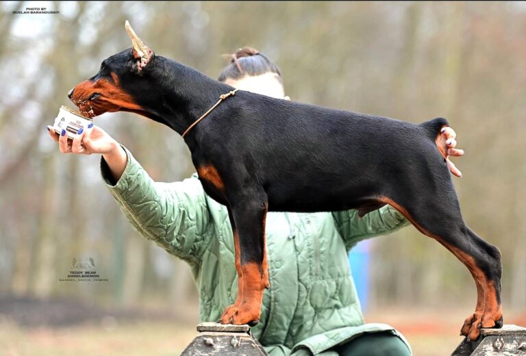 doberman filhote jack