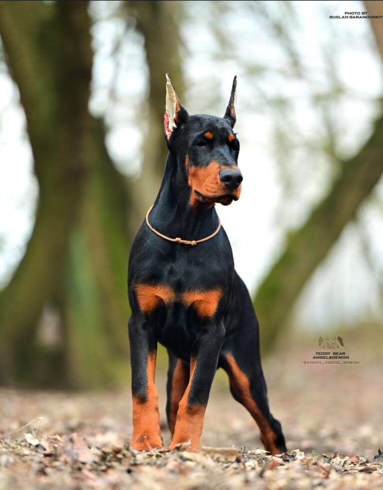 doberman filhote jack1