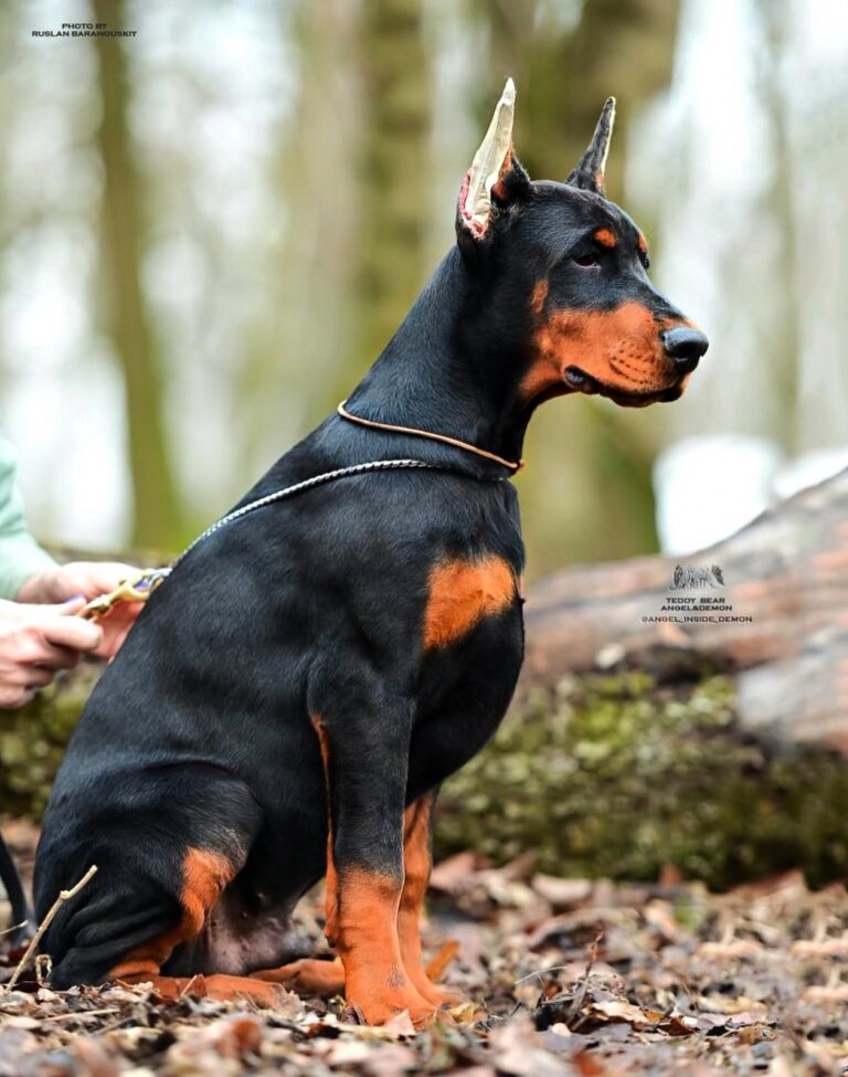 doberman filhote jack2