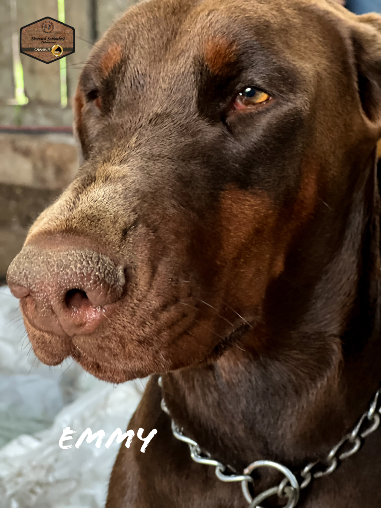 dobermann-marrom-emmy