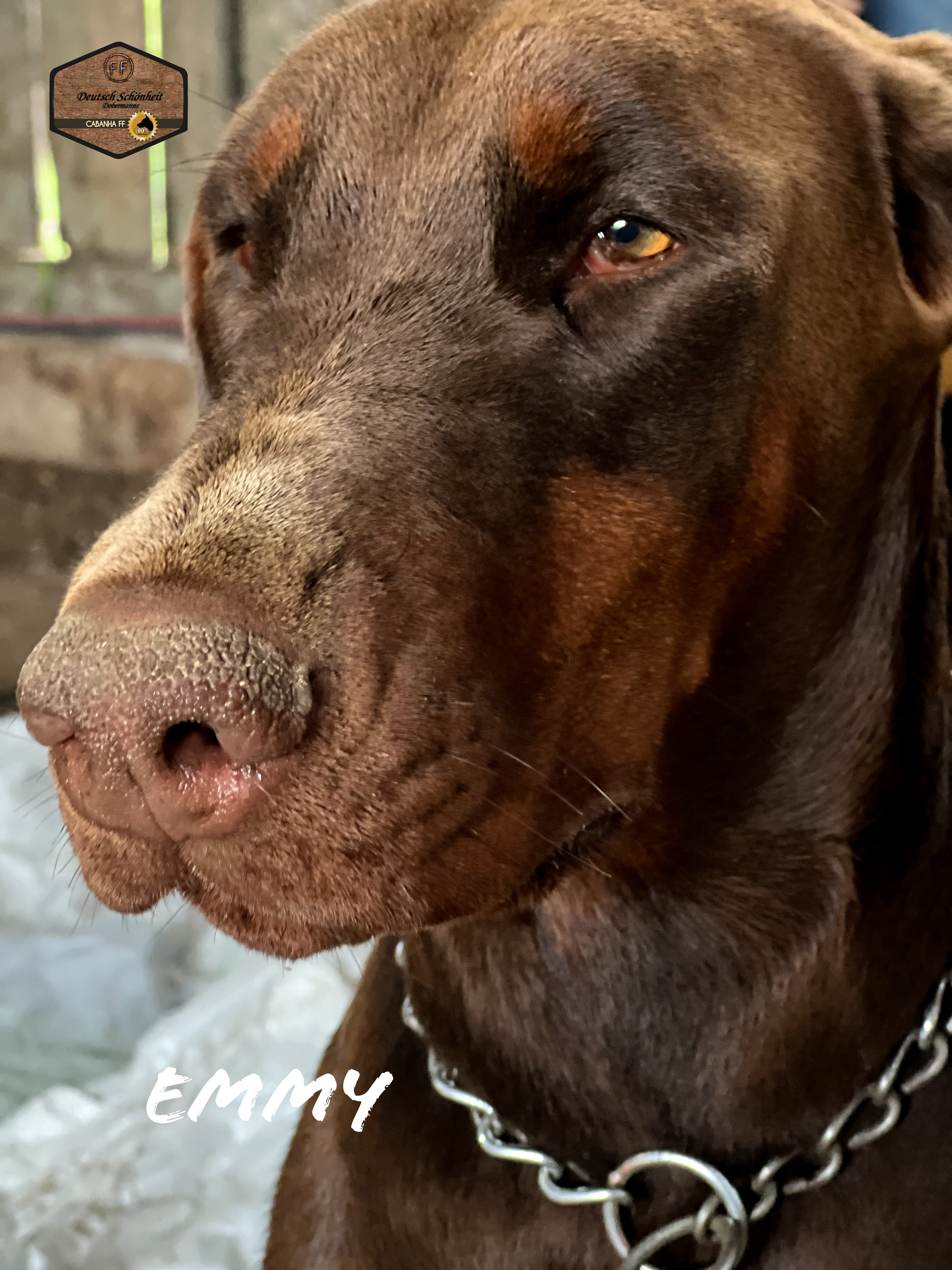 dobermann-marrom-emmy dobermann-marrom-emmy