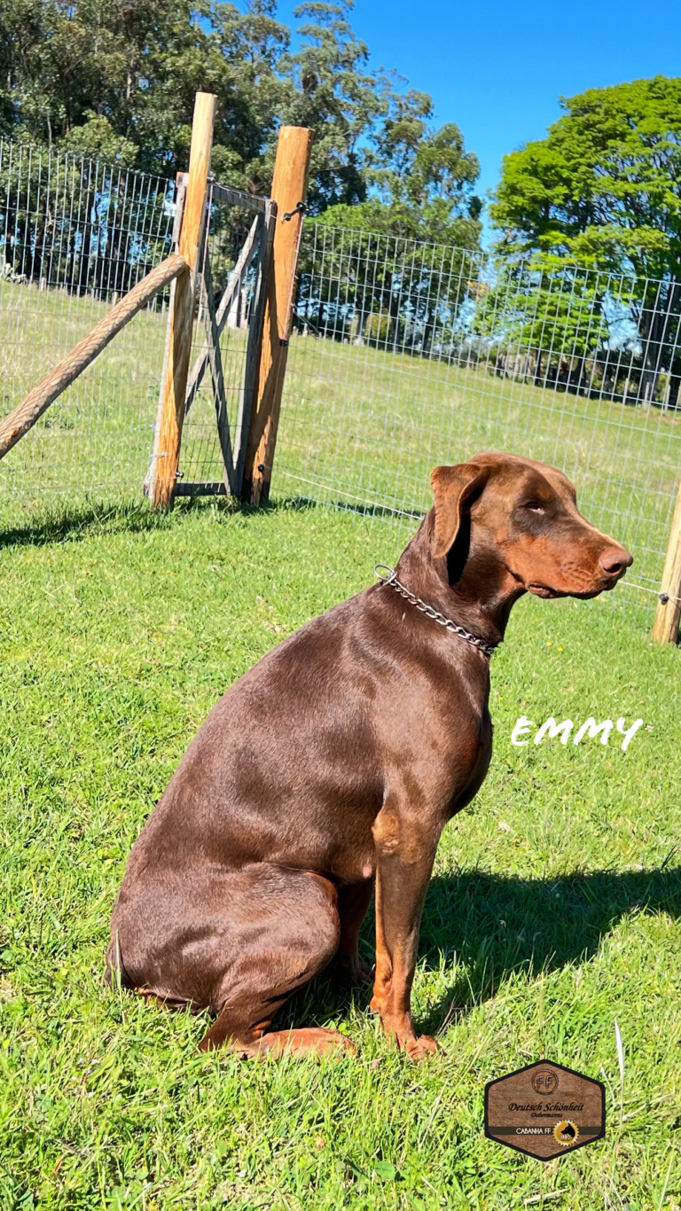 dobermann-marrom-emmy1